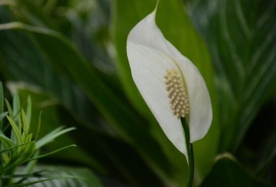 一帆風(fēng)順花葉子發(fā)黃怎么辦，及時(shí)采光施肥可以挽救葉子發(fā)黃