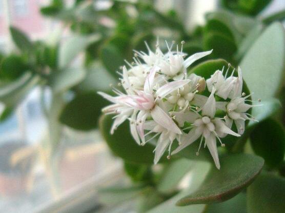 關(guān)于玉樹開花的迷信說法，（玉樹開花人離世）是假的