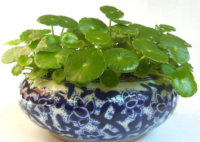 銅錢草適合放臥室嗎，不僅可以放并且作用也特別大