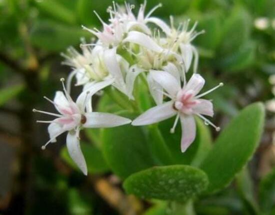 怎么讓玉樹(shù)開(kāi)花，做好這六個(gè)要點(diǎn)便可花開(kāi)爆盆