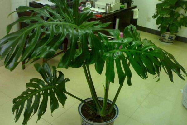 龜背竹施什么肥最好，不同的季節(jié)選擇不同的肥料