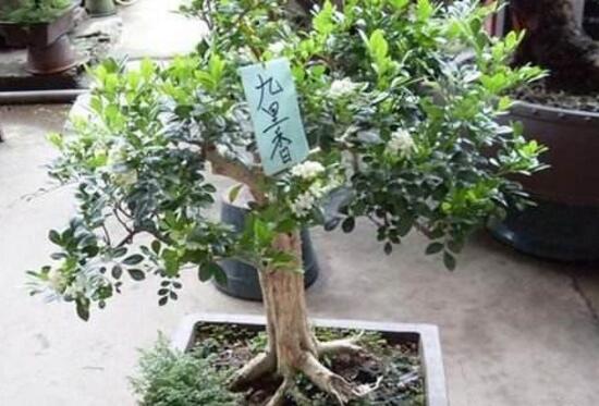 九里香怎么修剪，九里香的修剪圖解