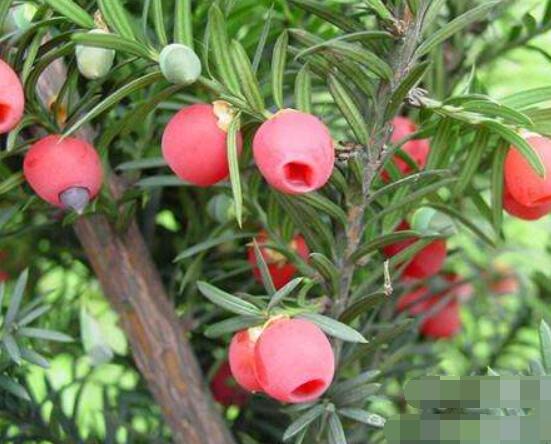 紅豆杉泡水喝的功效，防癌抗癌、增強(qiáng)免疫力、消炎抑菌