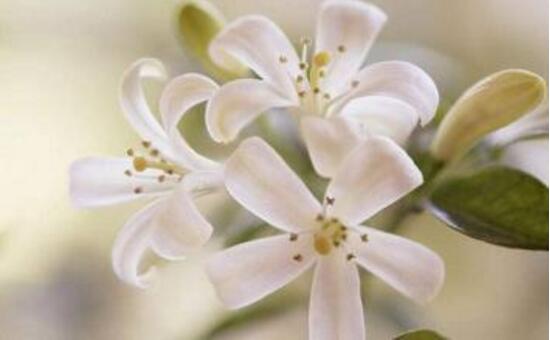 九里香冬天怎么施肥，九里香施什么肥好