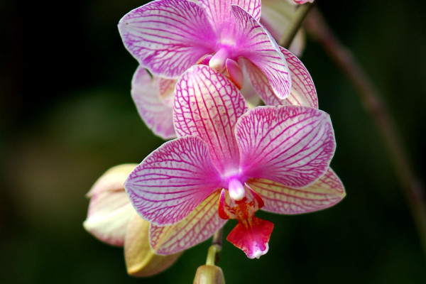 蝴蝶蘭怎么看出要開(kāi)花