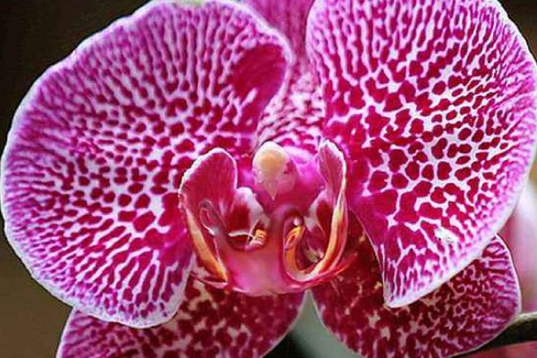 蝴蝶蘭的根部長出的莖是什么