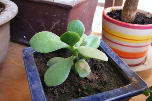 玉樹的養(yǎng)殖方法和病蟲害防治，詳細介紹四步養(yǎng)護三種病害