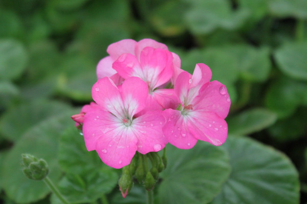 天竺葵新葉發(fā)白怎么辦