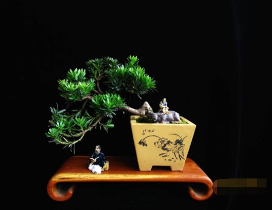 羅漢松盆景修剪技巧，教你三種修剪方法(疏剪/短剪/縮剪)