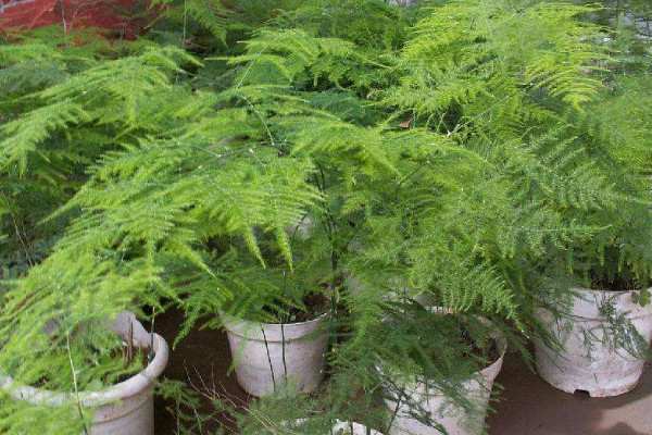 文竹變黃了還能恢復(fù)嗎