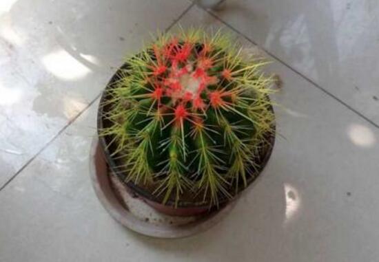 仙人球怎么繁殖，仙人球的扦插方法