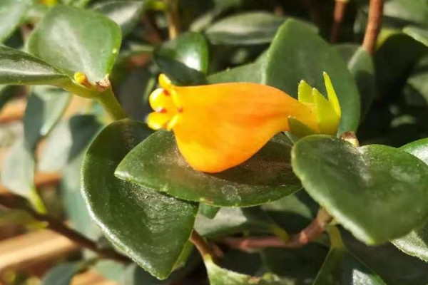 金魚(yú)吊蘭葉子有黃斑怎么辦