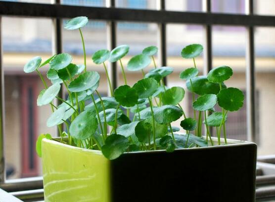 銅錢草怎么繁殖，盤點銅錢草三種繁殖方法(扦插/分株/播種)