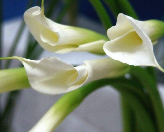 送馬蹄蓮花代表什么，不同顏色不同寓意(最深的祝福)