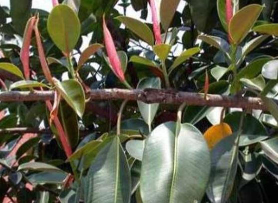 橡皮樹長(zhǎng)黑斑怎么辦，兩種原因以及解決辦法