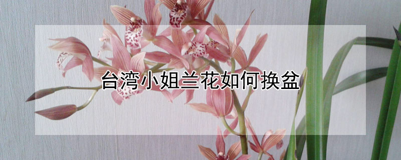 臺灣小姐蘭花如何換盆