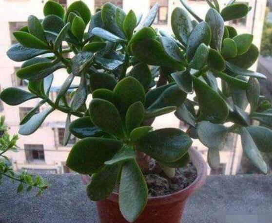 玉樹可以放在室內(nèi)嗎，小心碰觸導(dǎo)致瘙癢、腫痛(有毒)