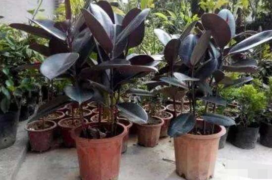 橡皮樹怎么換盆，教你四個簡單易學(xué)的方法