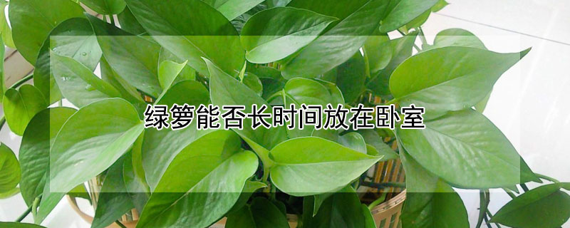 綠籮能否長時(shí)間放在臥室