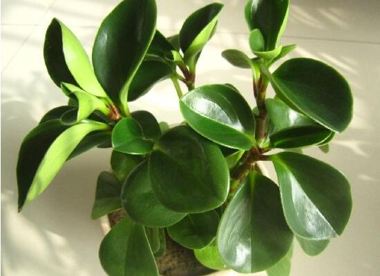 碧玉為什么會(huì)爛根，碧玉爛根怎么辦(換盆換土重新栽培)