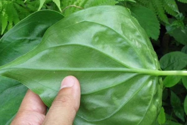 滴水觀音與尖尾芋的區(qū)別