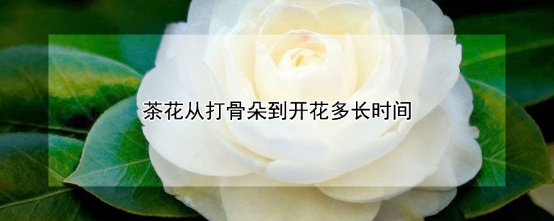 茶花從打骨朵到開(kāi)花多長(zhǎng)時(shí)間