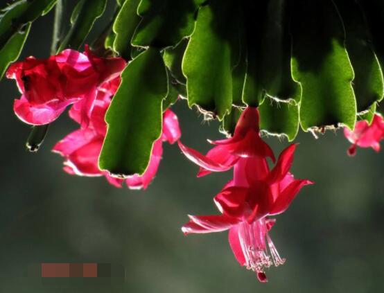 仙人掌的不同品種有哪些，欣賞最好看的六大品種