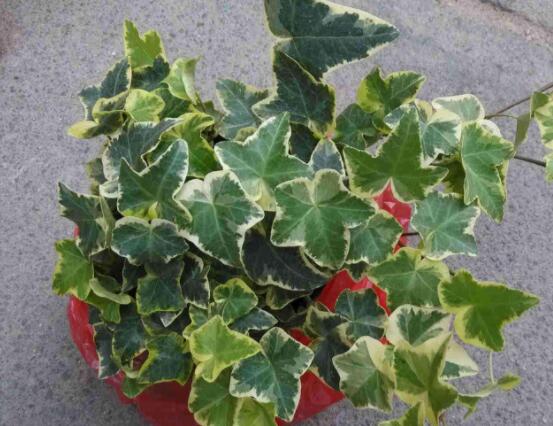 常春藤和常青藤一樣嗎，教你三種區(qū)別方法(形態(tài)/生長(zhǎng)環(huán)境/作用)