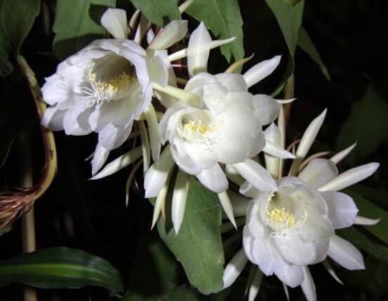 曇花摘下來如何保存，主要分為做干花和自然晾干