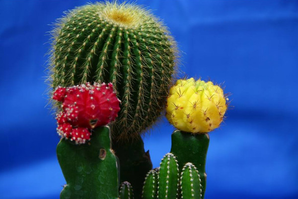 仙人球的種類有哪些，根據(jù)外觀/毛刺/可食用性區(qū)分