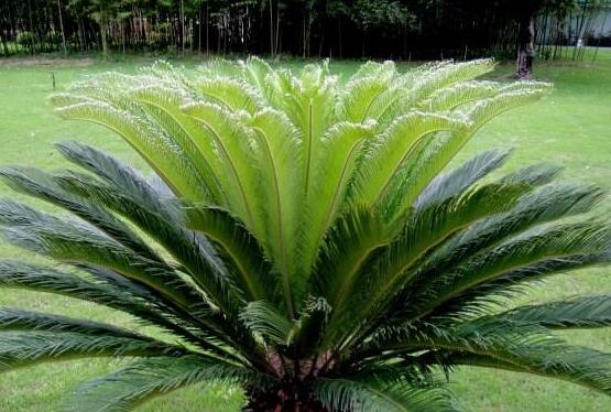 鐵樹(shù)品種，細(xì)數(shù)鐵樹(shù)最受喜愛(ài)八大品種