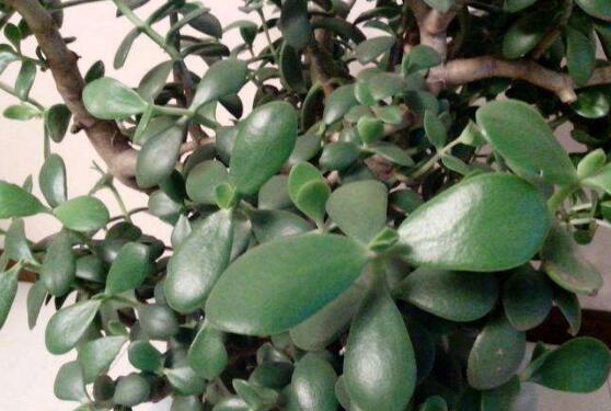 關于玉樹開花的迷信說法，（玉樹開花人離世）是假的