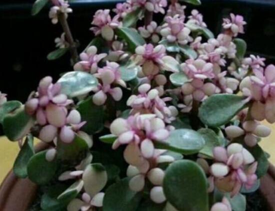 雅樂之舞為什么不紅，做好合適盆土/保持充足光照