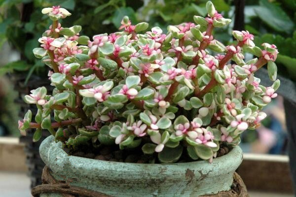 雅樂之舞扦插季節(jié)，春秋兩季繁殖成活率最高