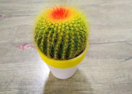 怎樣養(yǎng)仙人球容易開花，記住五個(gè)要點(diǎn)花開爆盆