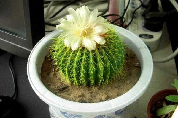 如何養(yǎng)好仙人球，做好以下5點最為關(guān)鍵