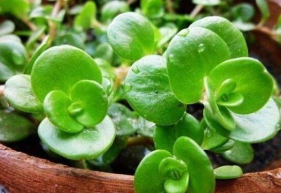 花卉小家碧玉怎么養(yǎng)，老農(nóng)總結(jié)八大基本方法