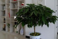 家里養(yǎng)榕樹(shù)有什么好處，家里養(yǎng)榕樹(shù)的四大好處