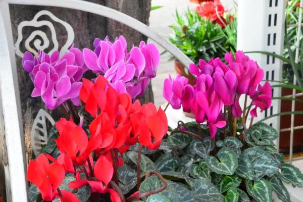 仙客來(lái)葉子發(fā)黃莖變軟，找出問(wèn)題的原因并及時(shí)補(bǔ)救