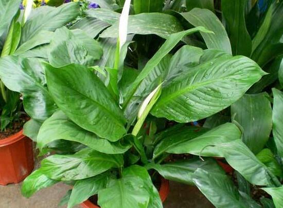 一帆風(fēng)順能澆淘米水嗎，做好這三點使盆土更加肥沃(能澆)