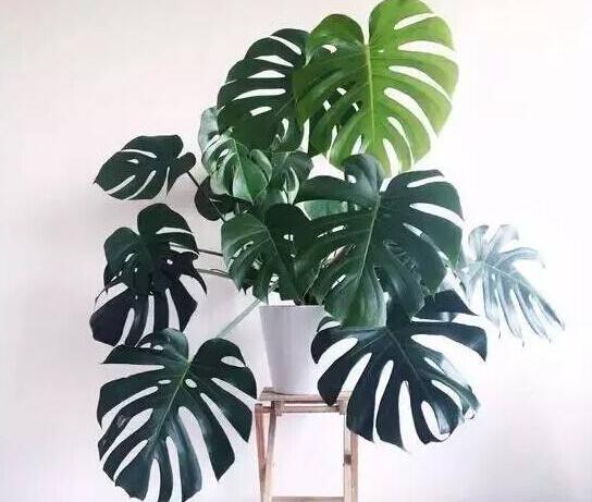 龜背竹多久澆一次水，不同的季節(jié)澆水的時間也不同