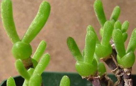 碧光環(huán)多肉怎么種，播種時(shí)間要選對(duì)