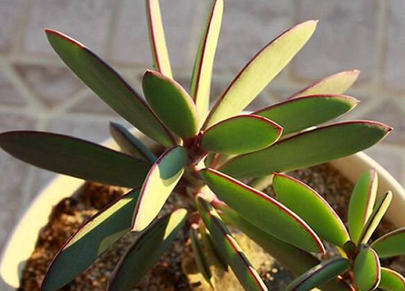 燕子掌的花語(yǔ)，吉祥如意和尊重敬畏