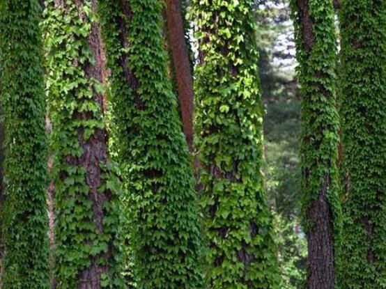 常春藤的養(yǎng)殖方法和注意事項(xiàng)，老農(nóng)總結(jié)八大基本方法