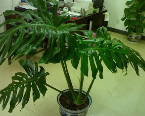 龜背竹用高盆還是矮盆，建議以高盆養(yǎng)殖最佳(紫砂盆)