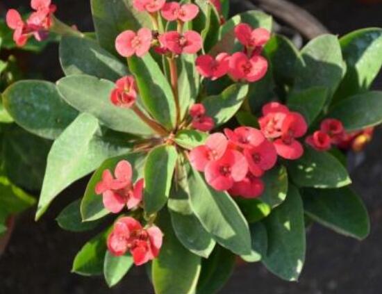 大葉虎刺梅怎么養(yǎng)，保證足量光照/溫暖濕潤環(huán)境