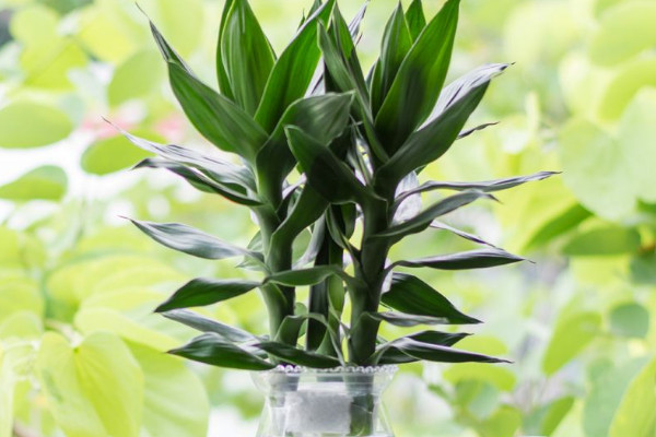 富貴竹斷了還能活嗎，精心養(yǎng)護有九成幾率存活