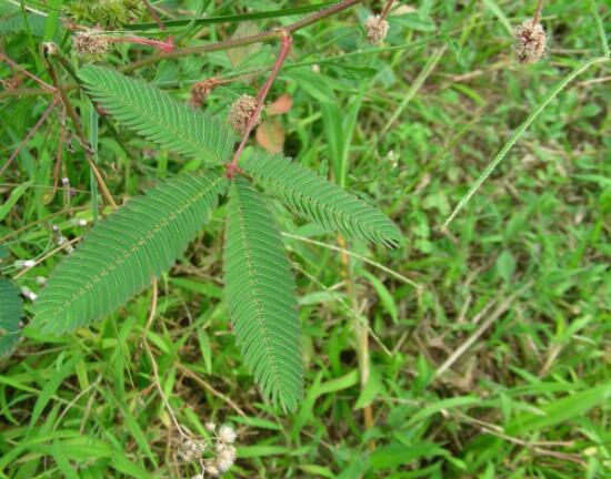 含羞草晚上會(huì)閉合嗎，會(huì)/屬于一種自然生長澎壓現(xiàn)象