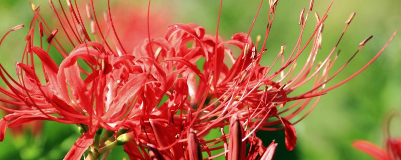 彼岸花有幾個(gè)花瓣