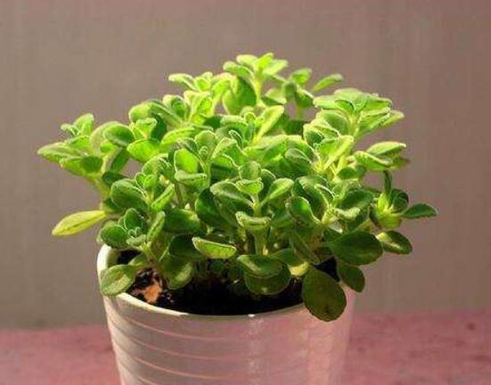 碰碰香扦插方法，教你六點步驟扦插爆盆